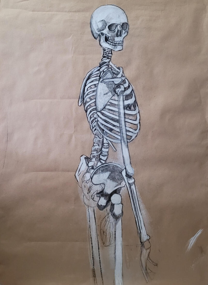 Skeleton - Conte and charcoal illustration of a skeleton