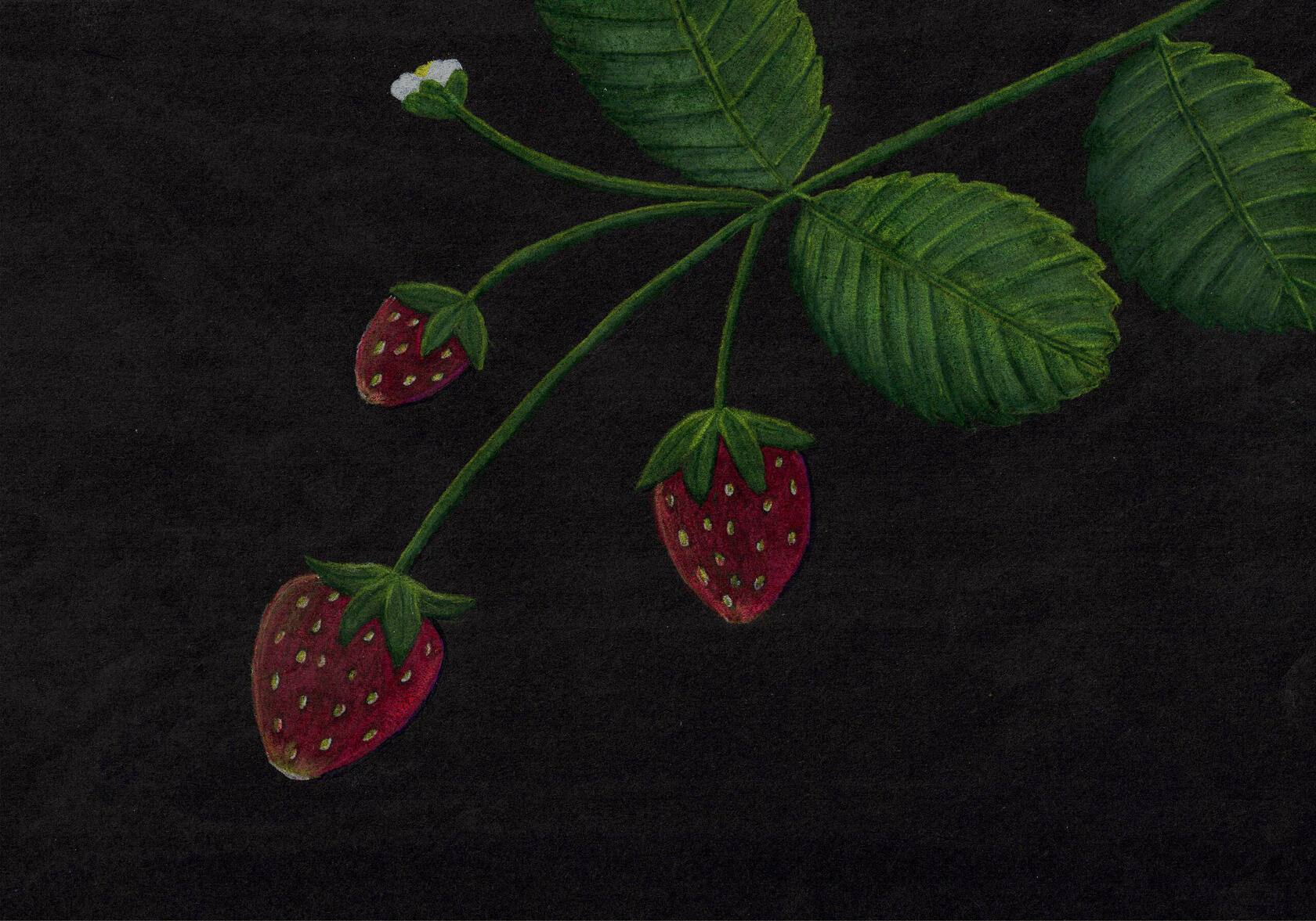 Strawberries - Pencil illustration of strawberries