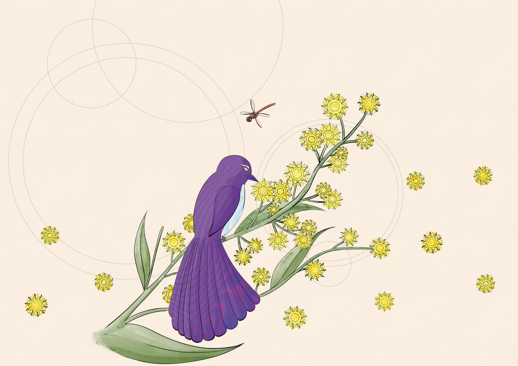 Starbird - Concept design for wine label