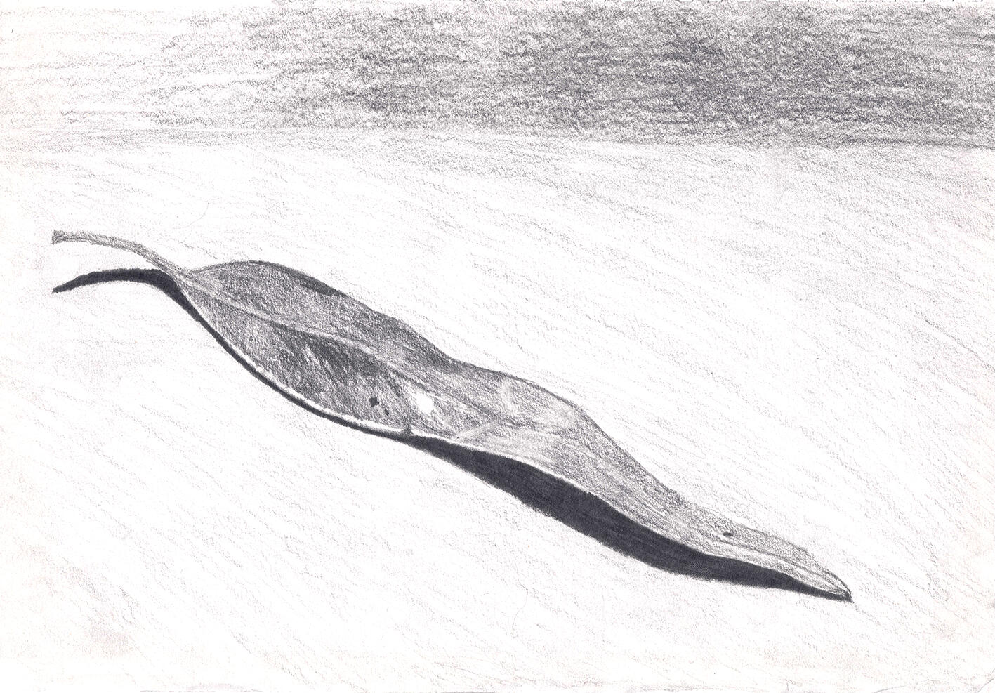 Tonal Leaf - Pencil illustration of a leaf